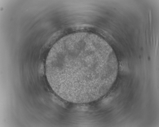 X0000078310820200611251531