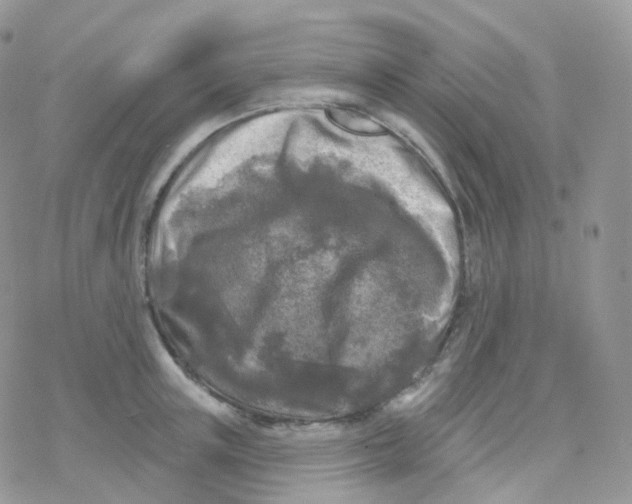 X0000078310851200611251531