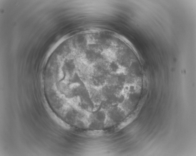 X0000078310859200611251532