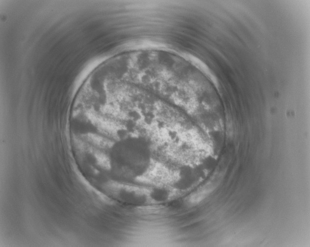 X0000078310863200611251532