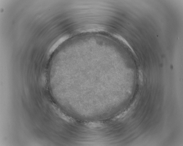 X0000078310874200611251531