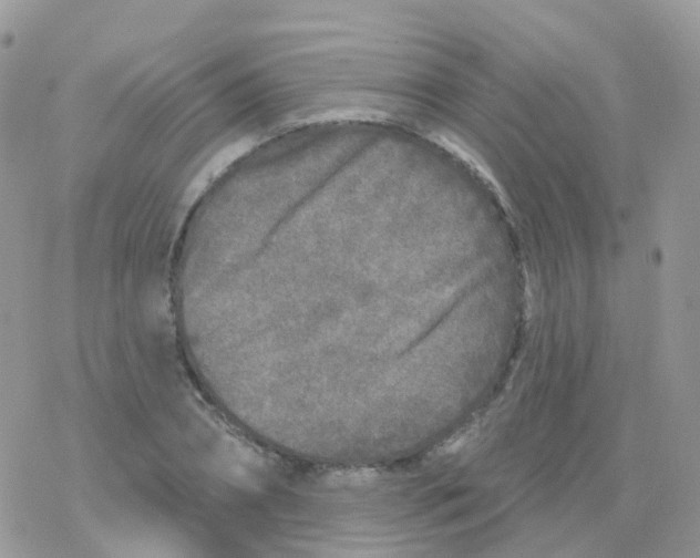 X0000078310882200611251531