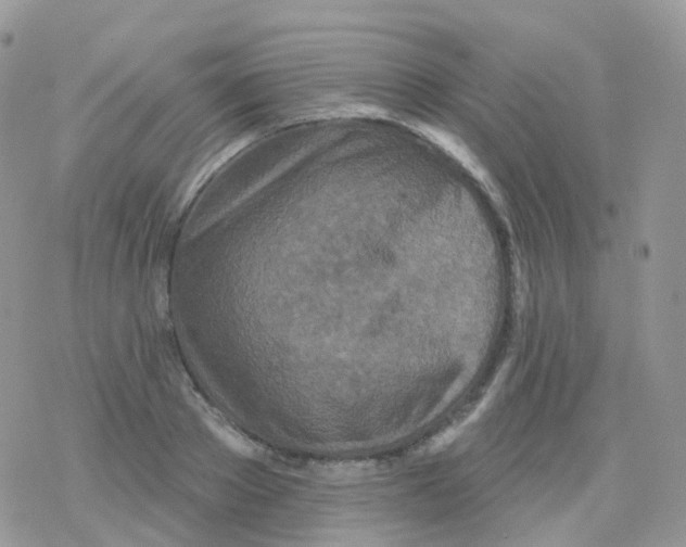 X0000078310889200611251530