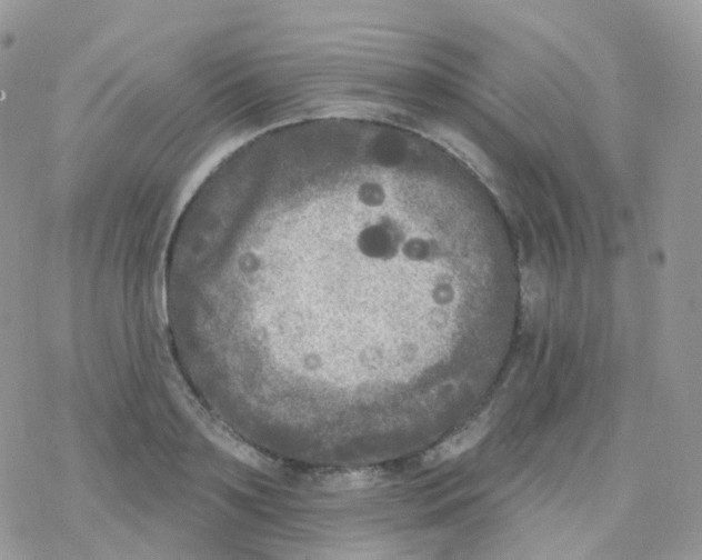 X0000078310891200611251530