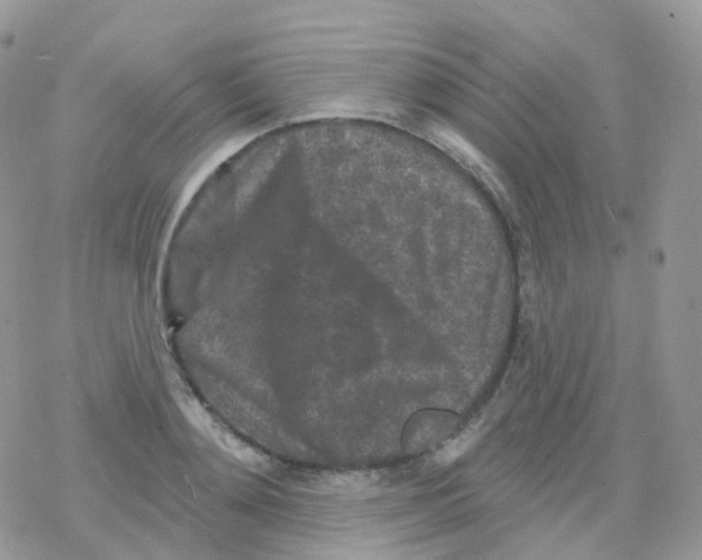 X0000078310892200611251530