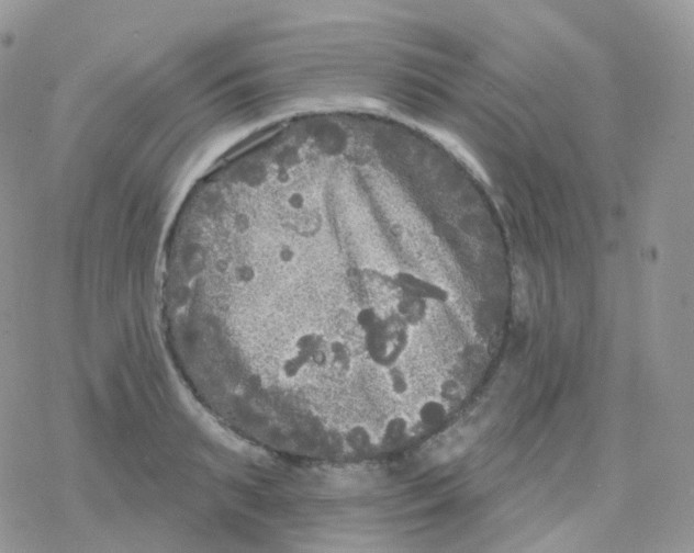 X0000078310895200611251530