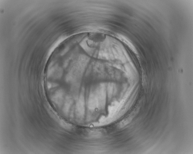 X0000078310899200611251530