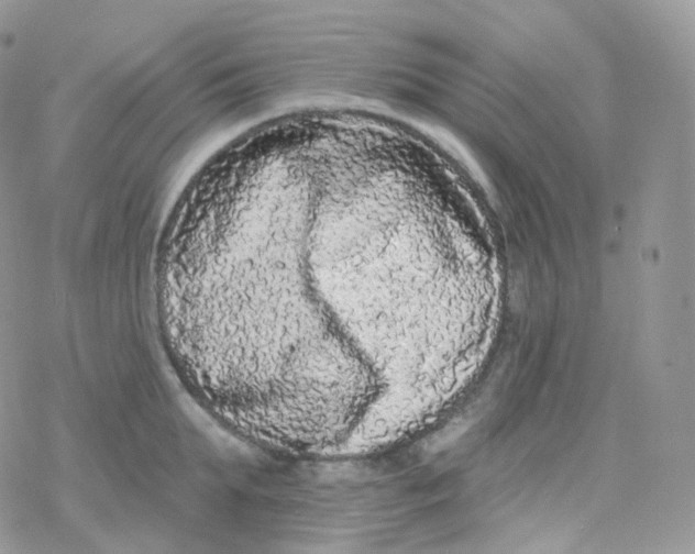 X0000078310903200611251530