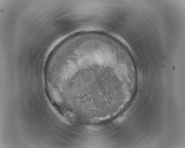 X0000078310935200611251530