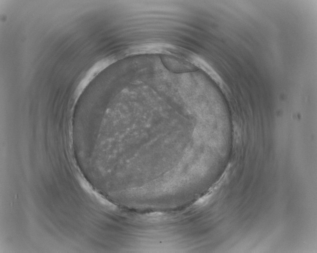 X0000078310994200611251529