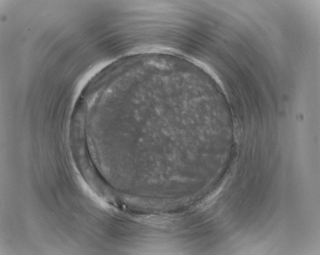 X0000078310995200611251529