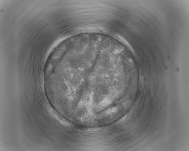 X0000078311035200611251528