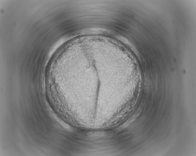 X0000078311083200611251527