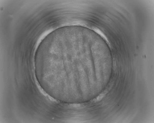 X0000078311088200611251527