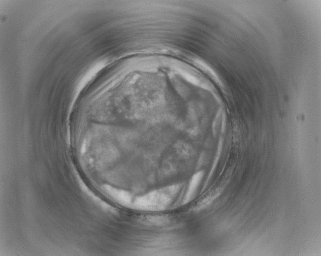 X0000078311095200611251527