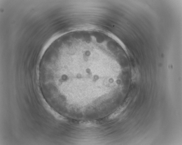 X0000078311099200611251527