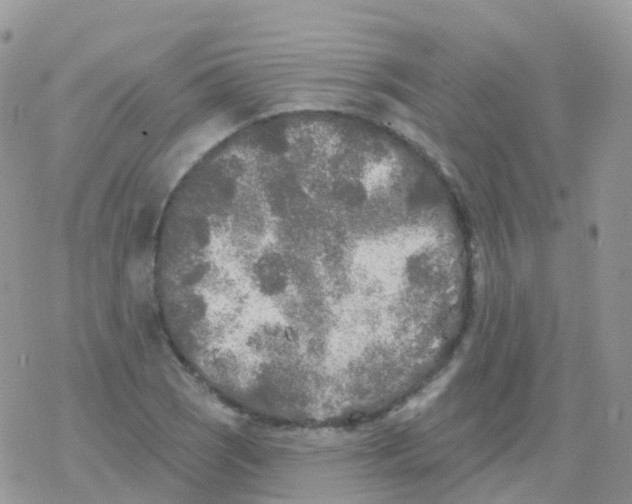 X0000078311121200611251526