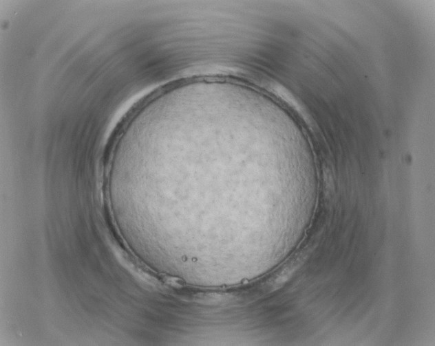 X0000078311124200611251527