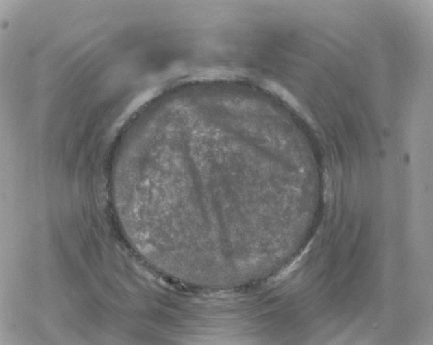 X0000078311213200611251525