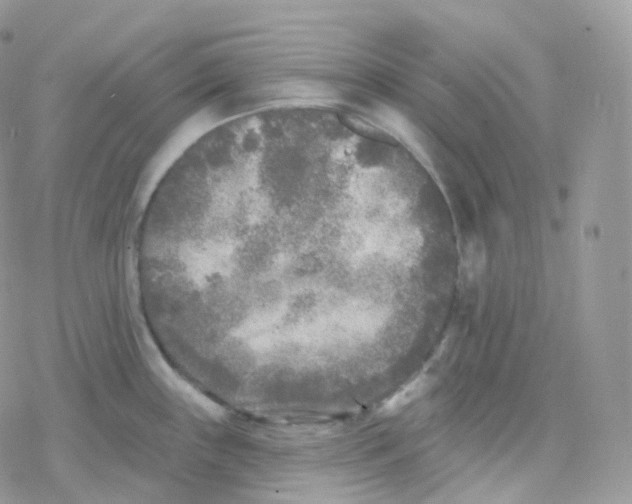 X0000078311243200611251525