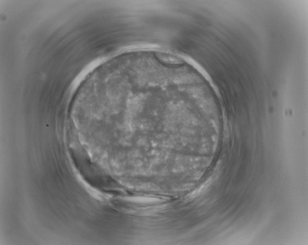 X0000078311245200611251525