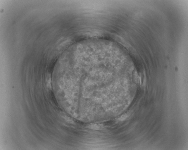 X0000078311251200611251525