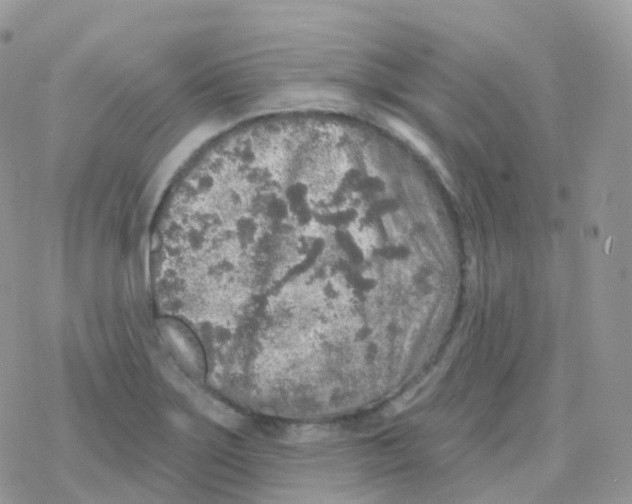 X0000078311275200611251524