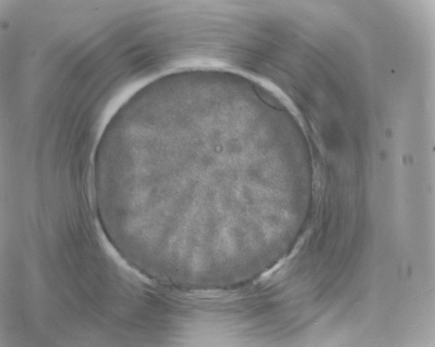 X0000078311295200611251524