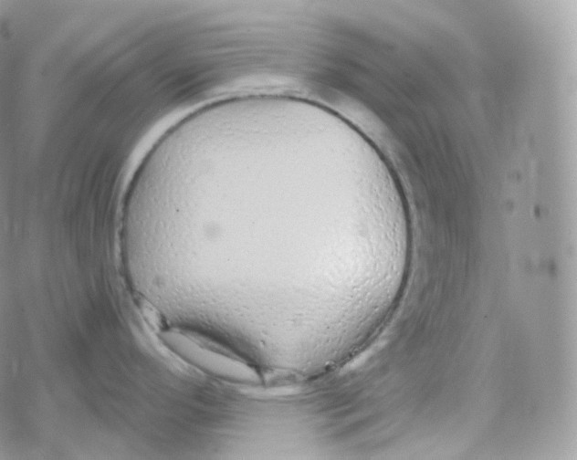 X0000078311296200611251524