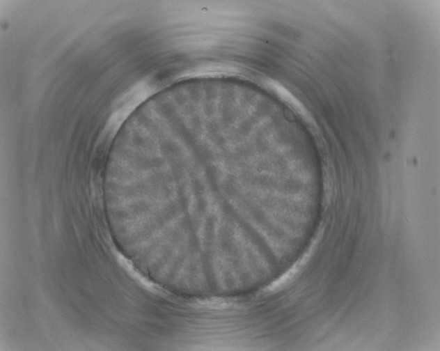 X0000078311329200611251524