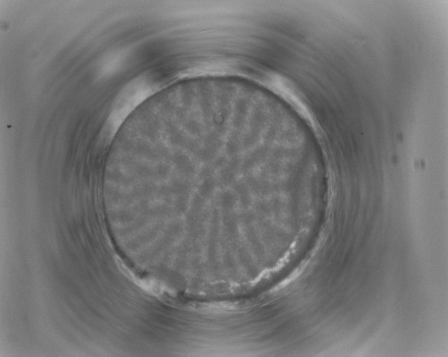 X0000078311337200611251524