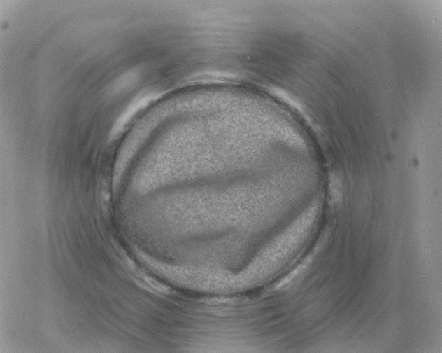 X0000078311355200611251523