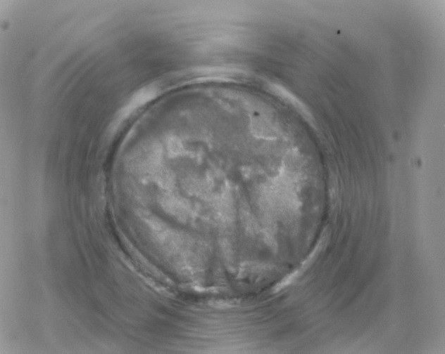 X0000078311411200611251522