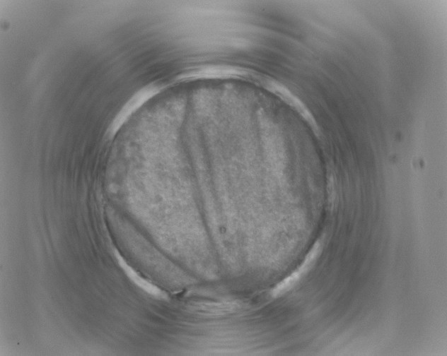 X0000078311425200611251522