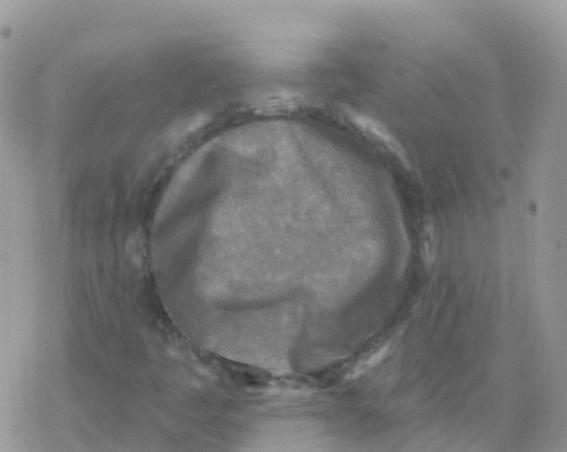 X0000078311445200611251521