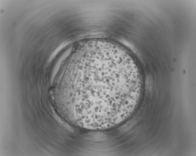 X0000078311450200611251521