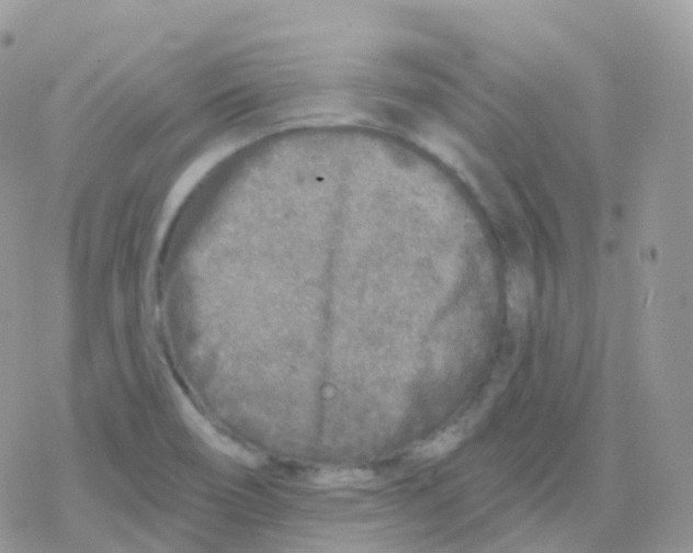 X0000078311466200611251521