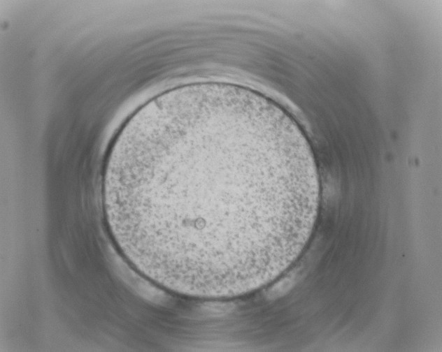 X0000078311514200611251520