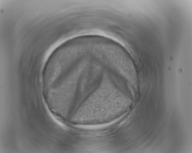 X0000078311519200611251520