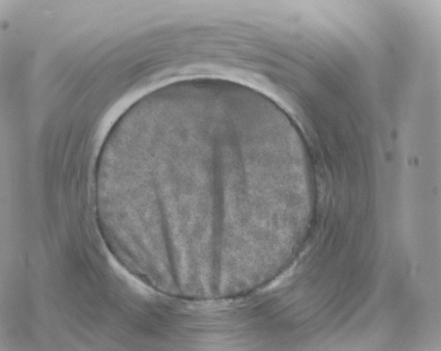 X0000078311527200611251521