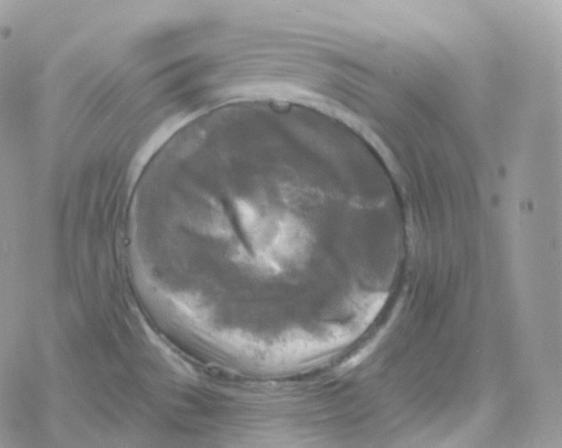 X0000078311529200611251521