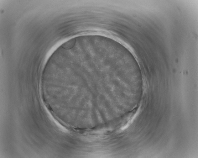 X0000078311533200611251521