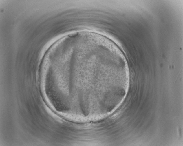 X0000078311535200611251521