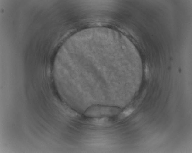 X0000078310314200612011906