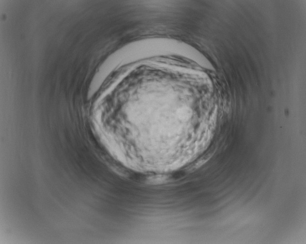 X0000078310335200612011905