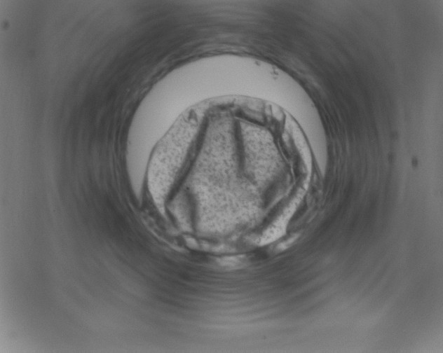 X0000078310382200612011905