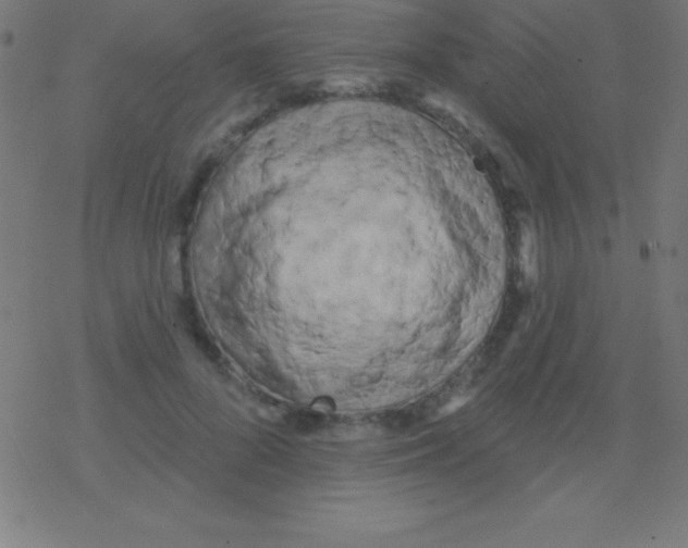 X0000078310696200612011900