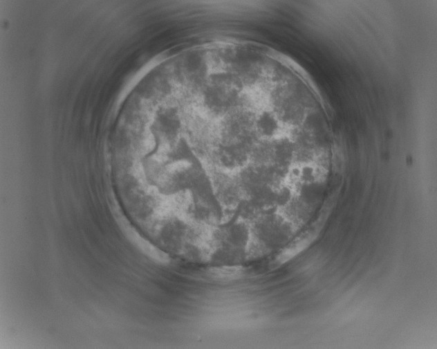 X0000078310859200612011858