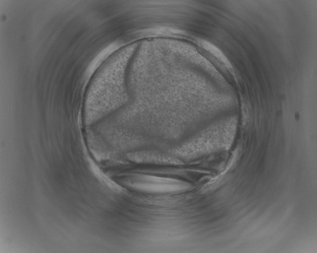 X0000078310946200612011856