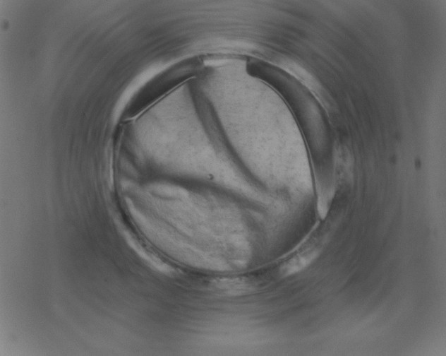 X0000078311128200612011853